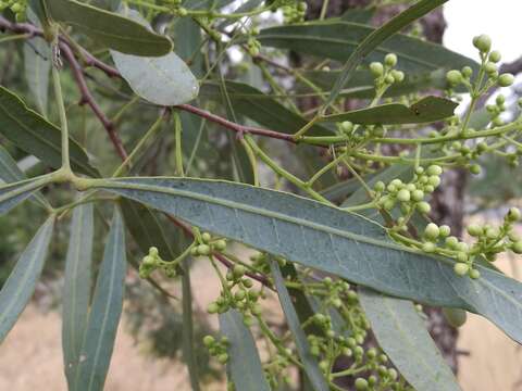 Image of Atalaya hemiglauca F. Müll. ex Benth.