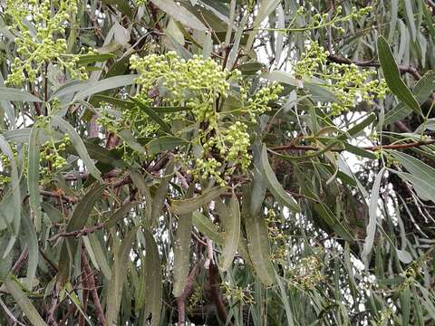 Image of Atalaya hemiglauca F. Müll. ex Benth.