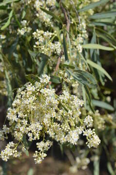 Image of Atalaya hemiglauca F. Müll. ex Benth.