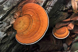 Image of Orange polypore