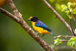 Euphonia violacea (Linnaeus 1758)的圖片