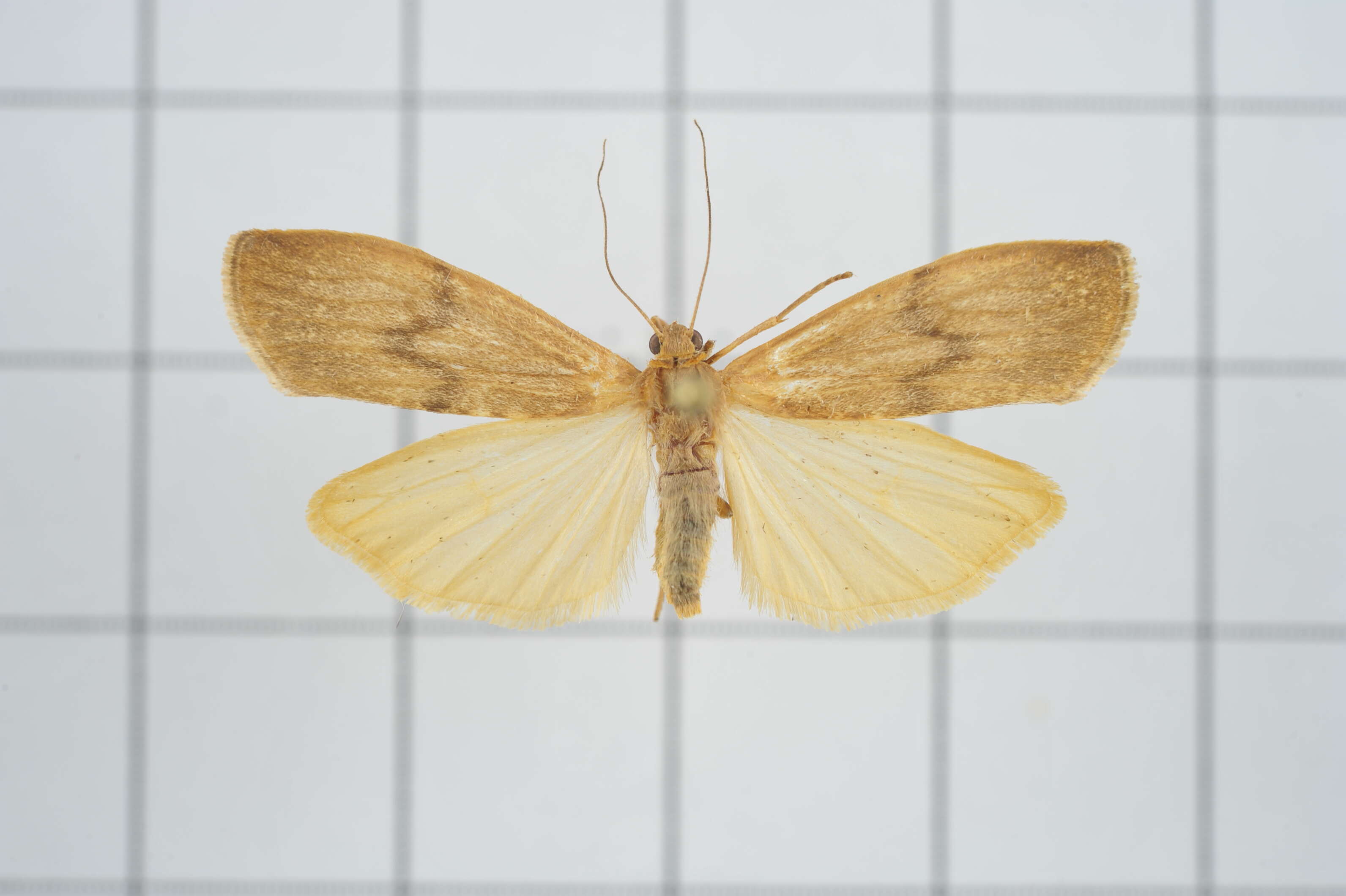 Image of Eilema ratonis Matsumura 1927