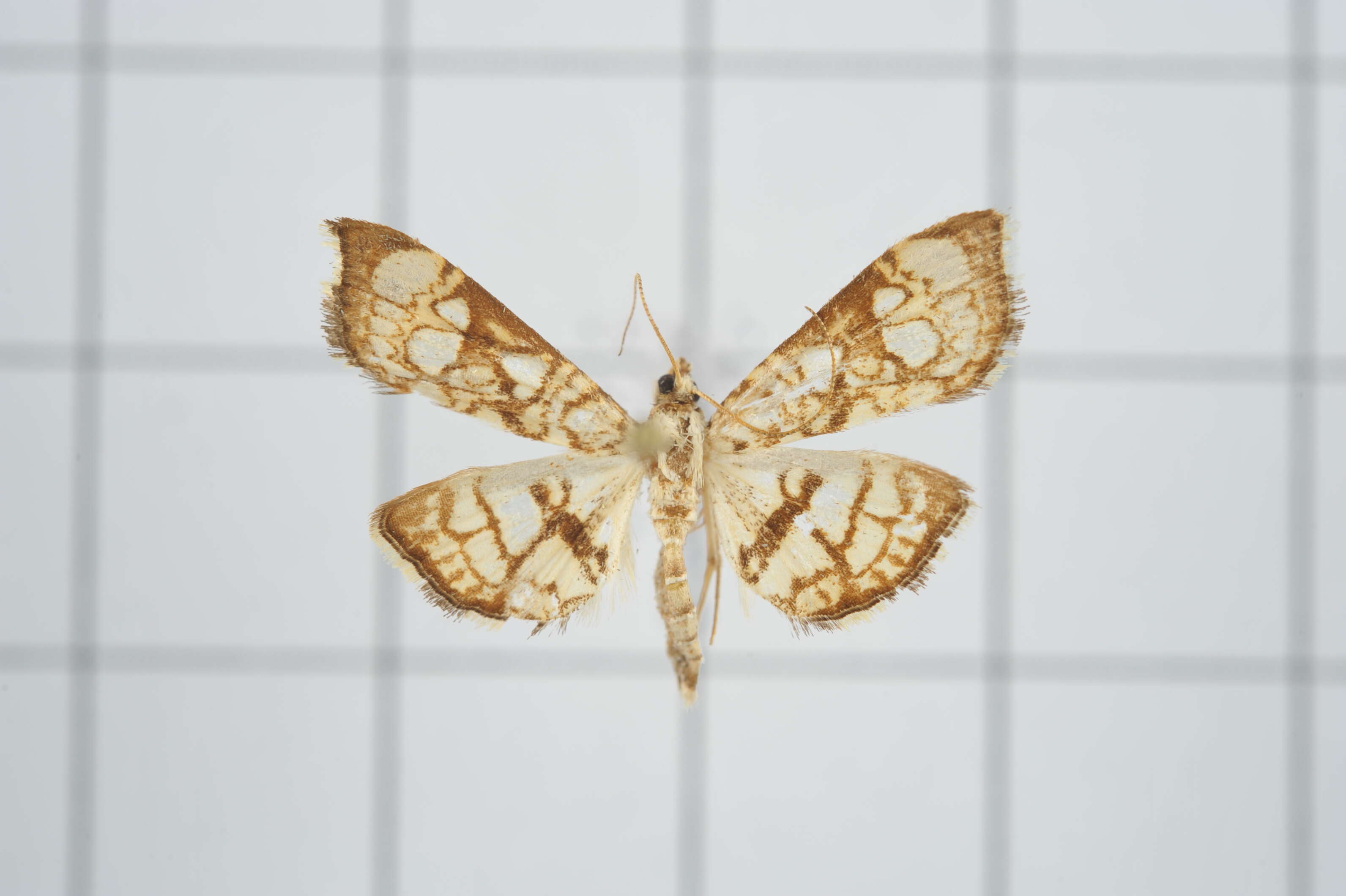 Image of Bocchoris trivitralis Swinhoe 1895