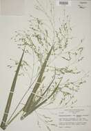 Imagem de Panicum hirticaule J. Presl