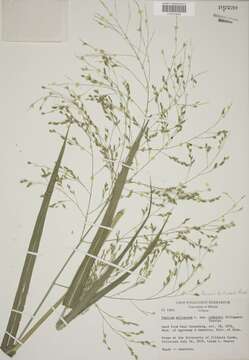 Image of Mexican panicgrass