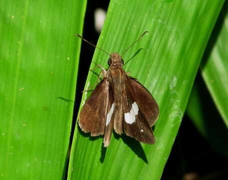 Image de Notocrypta paralysos Wood-Mason & de Nicéville 1881