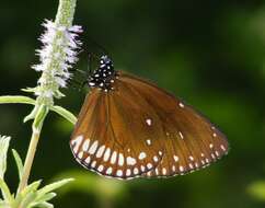 Image of Euploea klugii Moore & Horsfield 1857