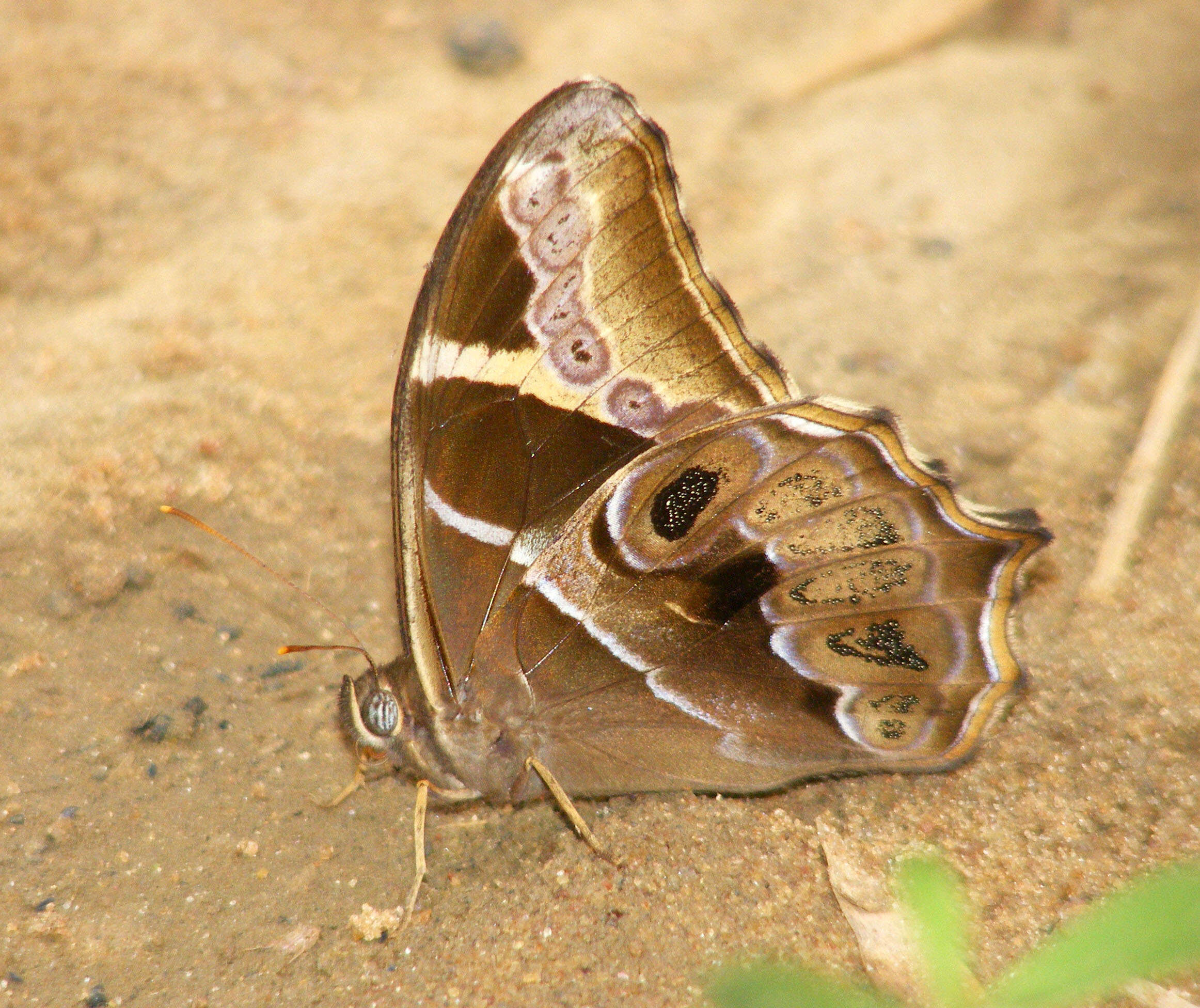 Image of Bamboo Tree Brown