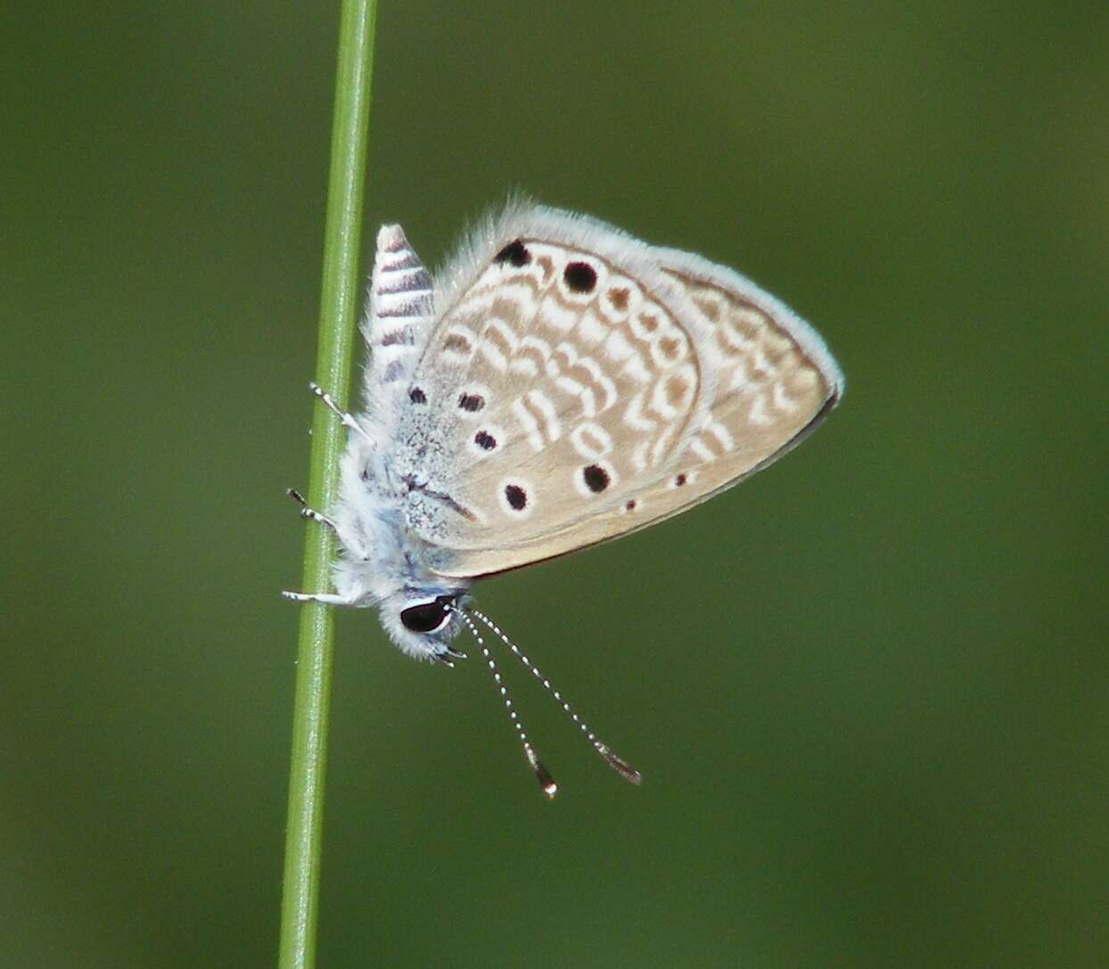 Image of Bright Babul Blue