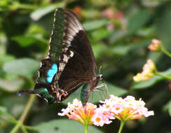 Image of Common Banded Peacock