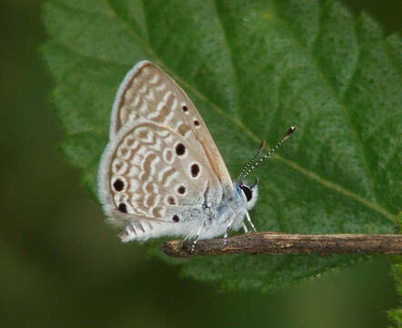 Image of Bright Babul Blue