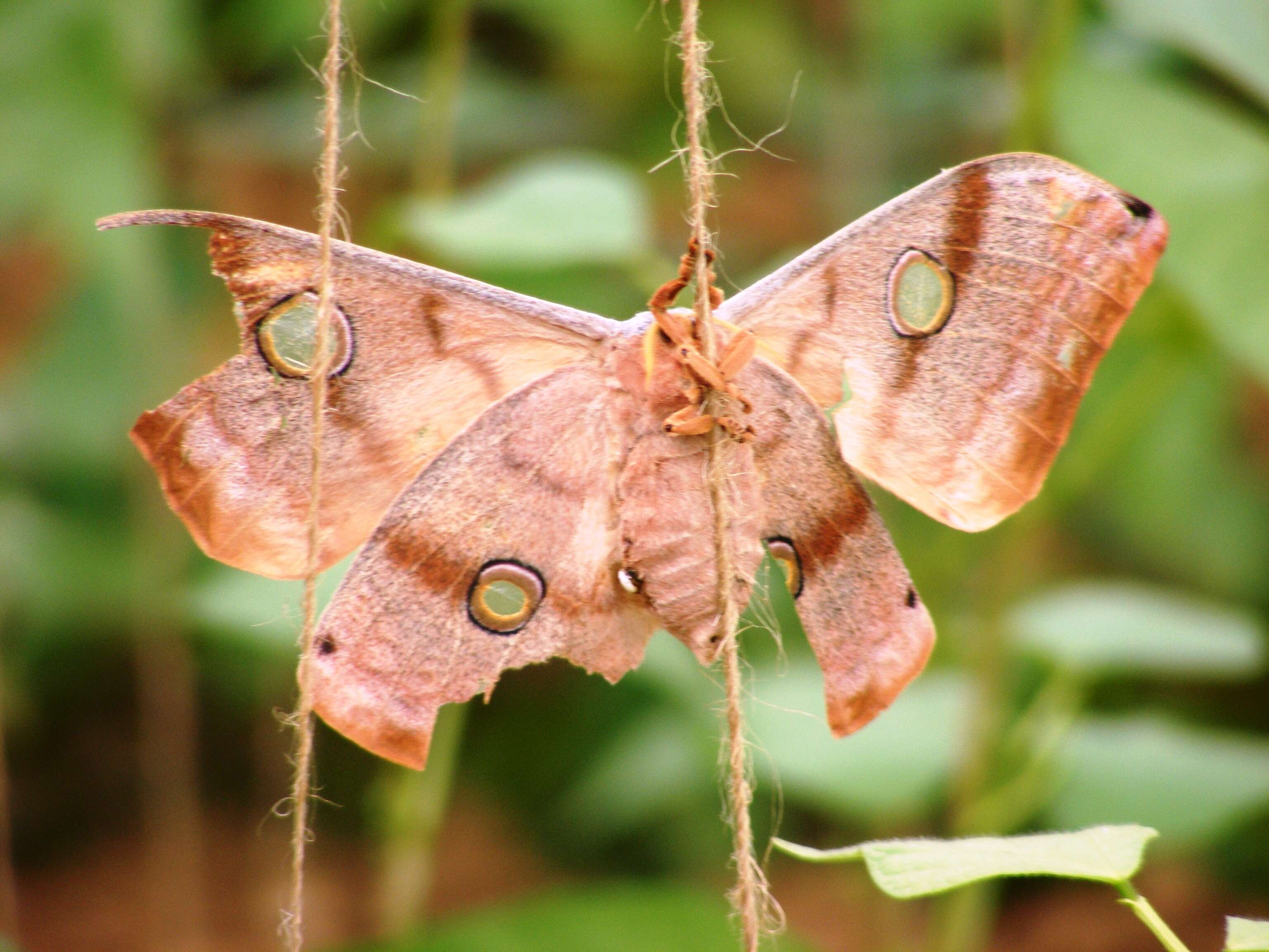 Image of Antheraea mylitta