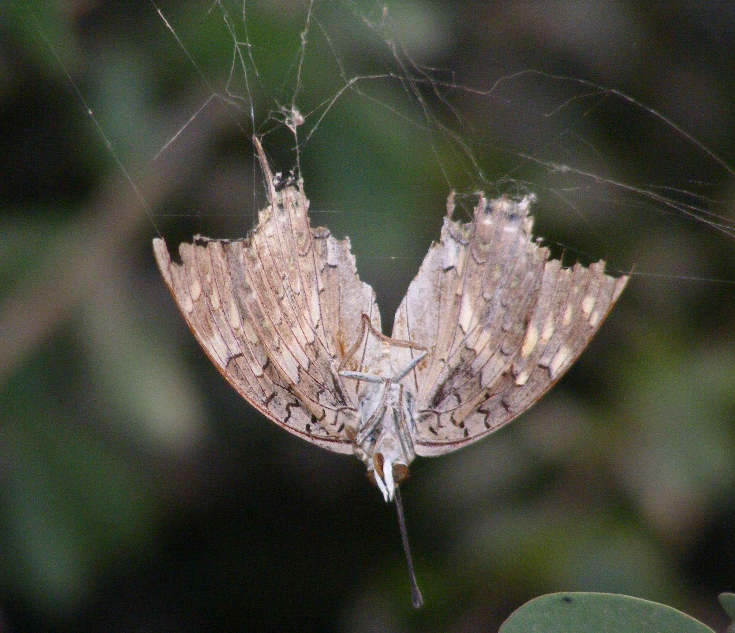 Imagem de Charaxes solon Fabricius 1793