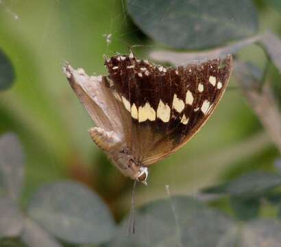 Imagem de Charaxes solon Fabricius 1793