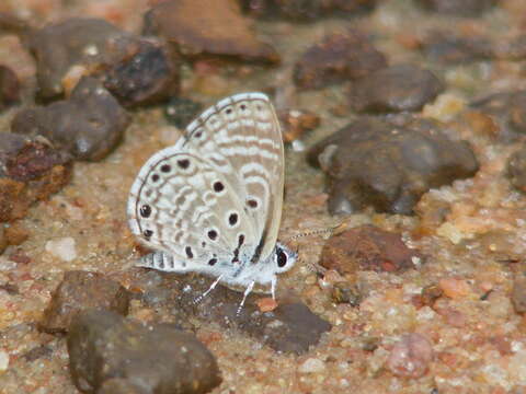 Image of African babul blue