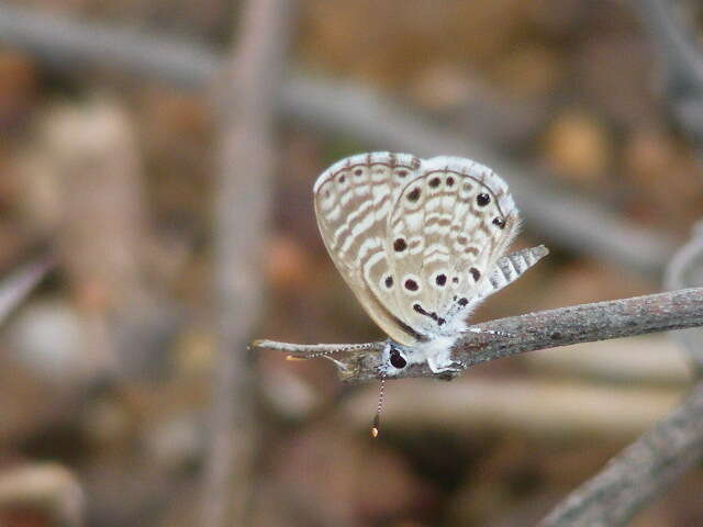 Image of African babul blue