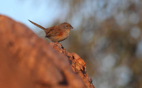 Image of Dusky Grasswren