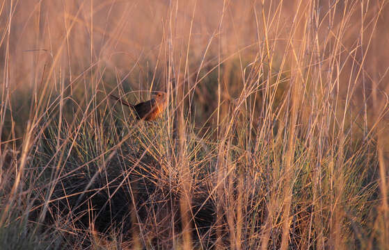 Image of Dusky Grasswren