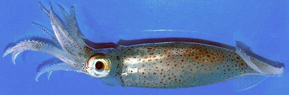 Image of European flying squid