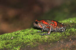 Image of Sri Lankan Bullfrog