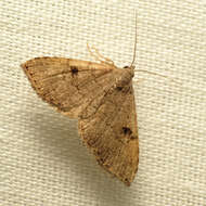 Image of Nychioptera noctuidalis Dyar 1907
