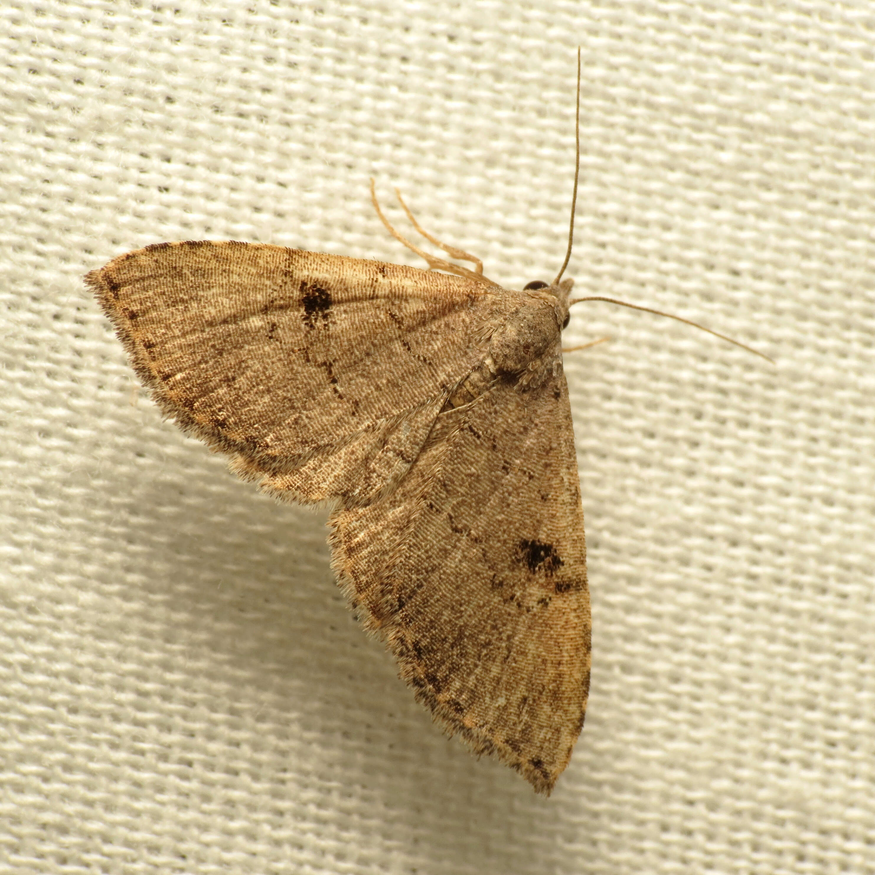 Image de Nychioptera noctuidalis Dyar 1907