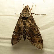 Image of Carolina sphinx