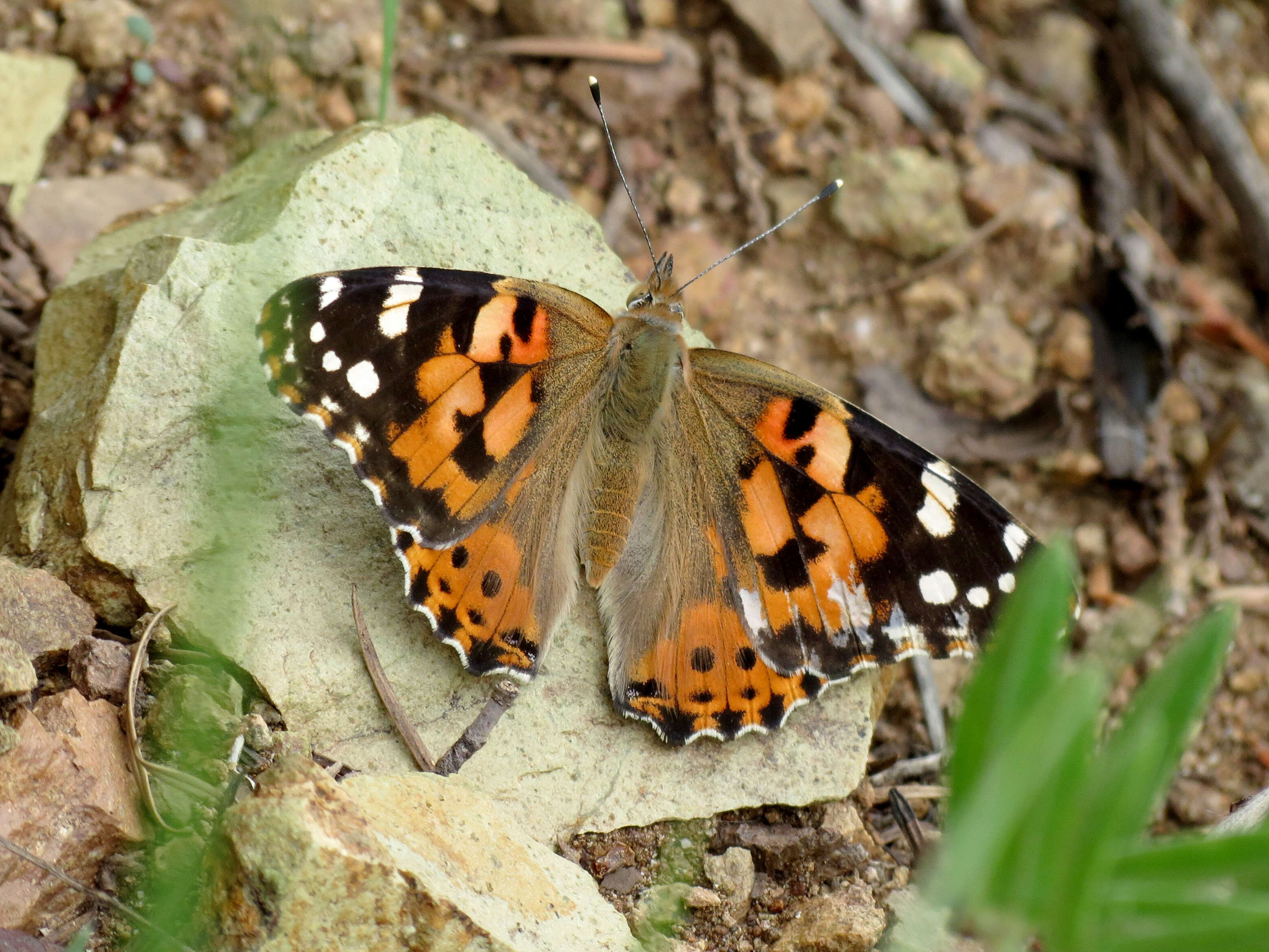 Plancia ëd Vanessa cardui