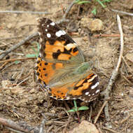 Plancia ëd Vanessa cardui