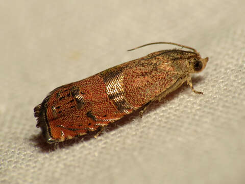 Image of Filbertworm Moth