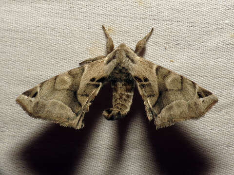 Image of Pudefacted Apatelodes Moth