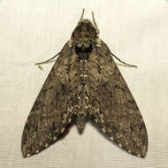 Image of Carolina sphinx