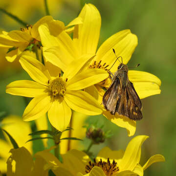 Atalopedes campestris Boisduval 1852 resmi