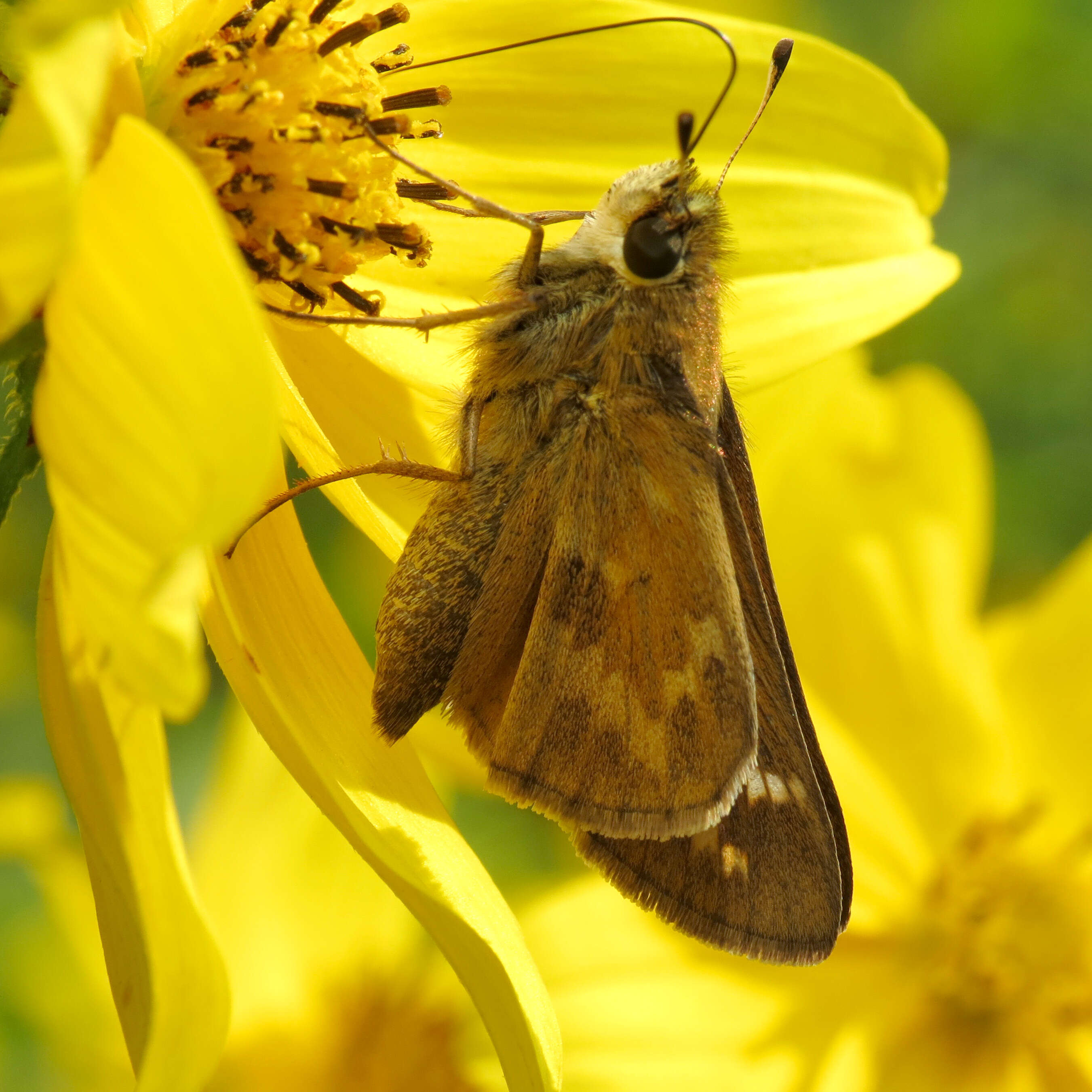 Atalopedes campestris Boisduval 1852 resmi