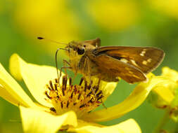 Atalopedes campestris Boisduval 1852 resmi