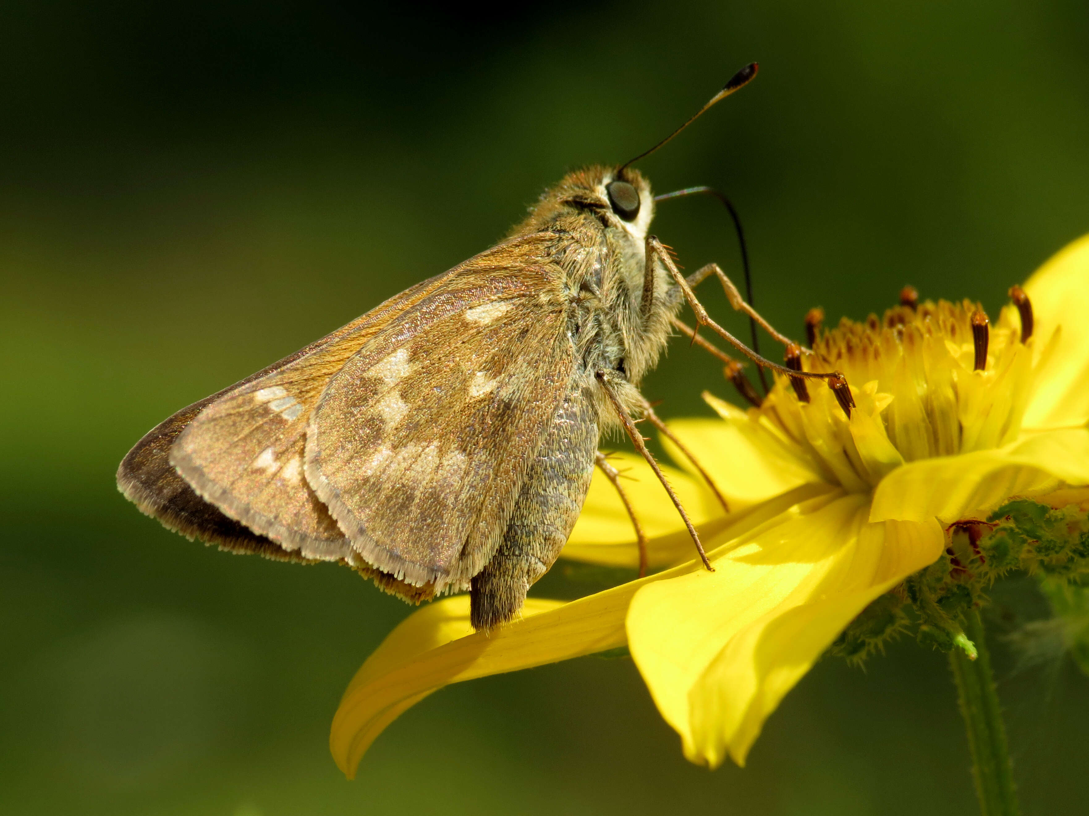 Atalopedes campestris Boisduval 1852 resmi