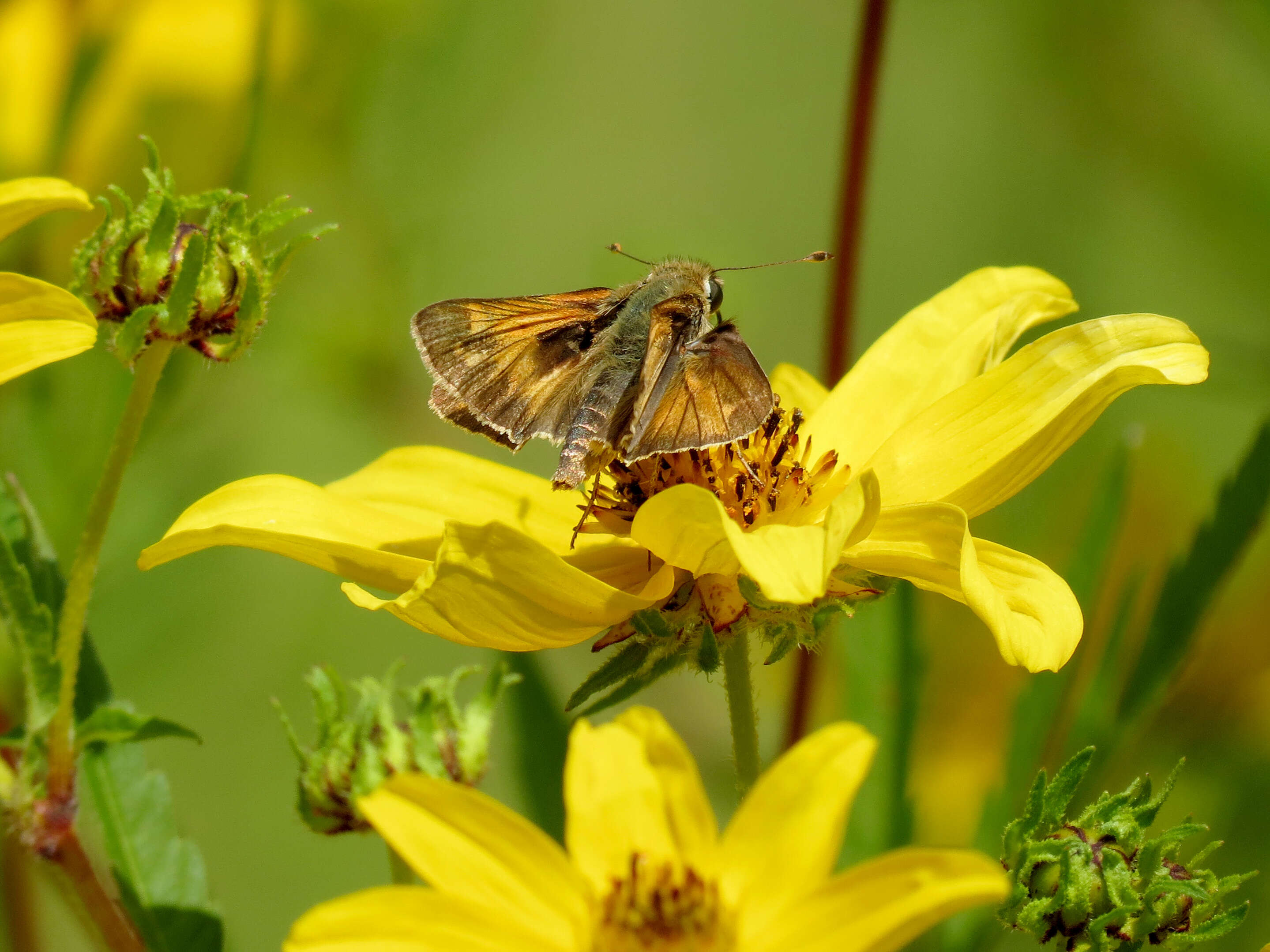 Atalopedes campestris Boisduval 1852 resmi