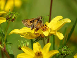 Atalopedes campestris Boisduval 1852 resmi