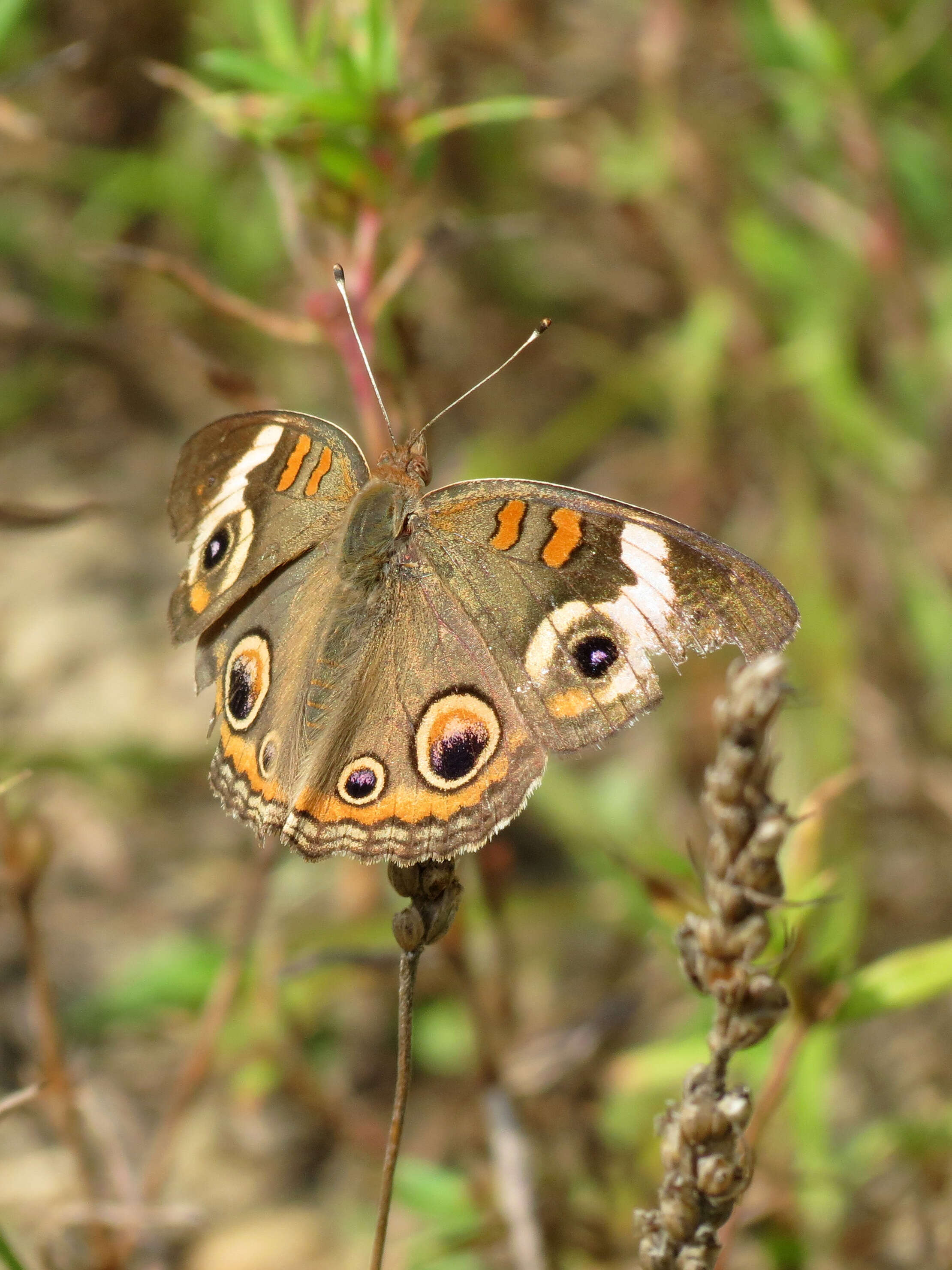 Image of Common buckeye