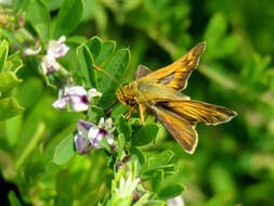 Atalopedes campestris Boisduval 1852 resmi