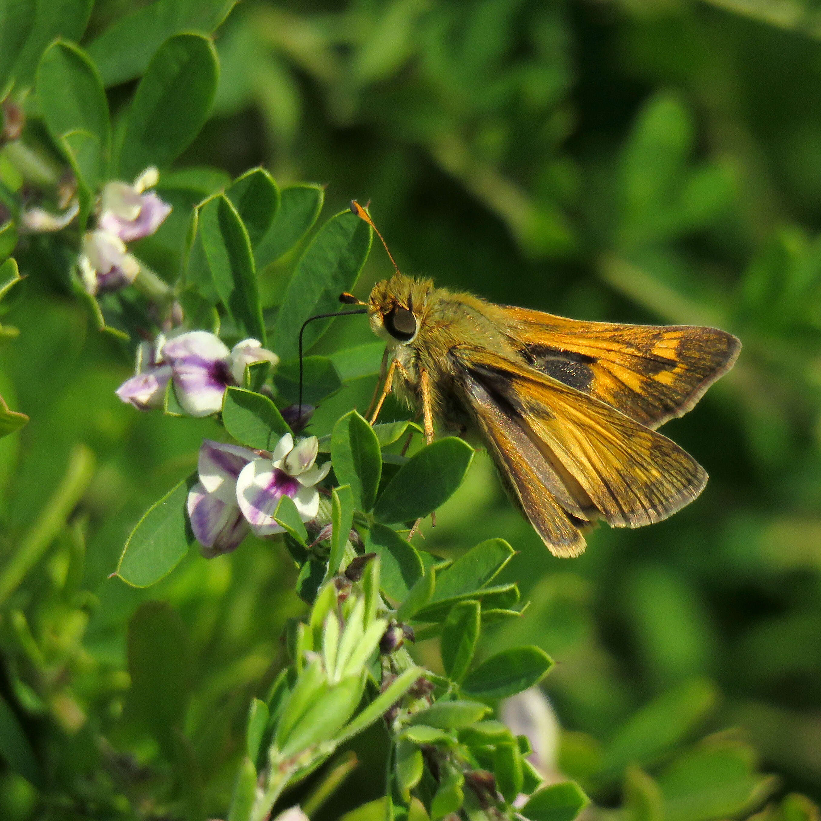 Atalopedes campestris Boisduval 1852 resmi