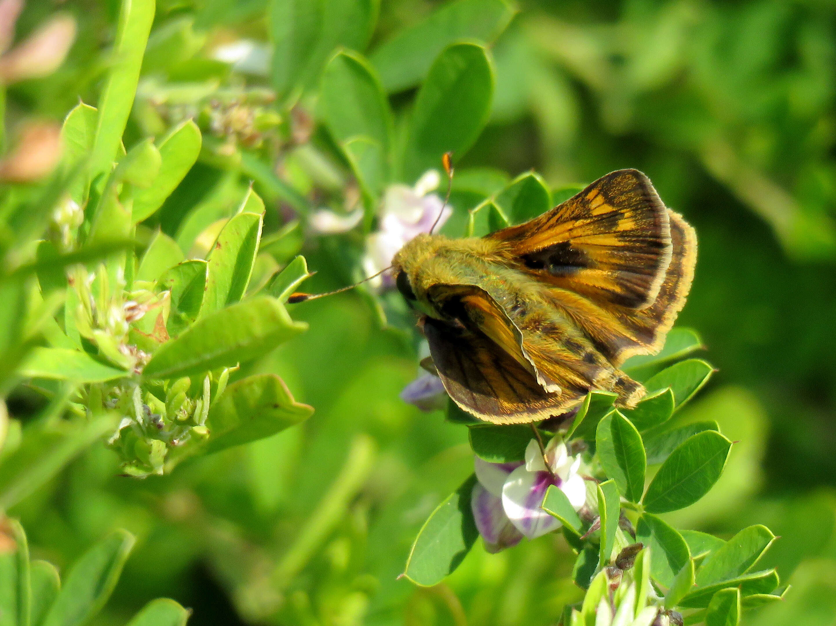 Atalopedes campestris Boisduval 1852 resmi