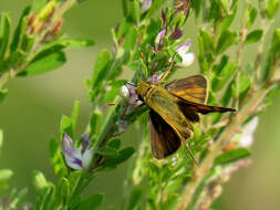 Atalopedes campestris Boisduval 1852 resmi