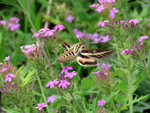 Image of White-lined Sphinx