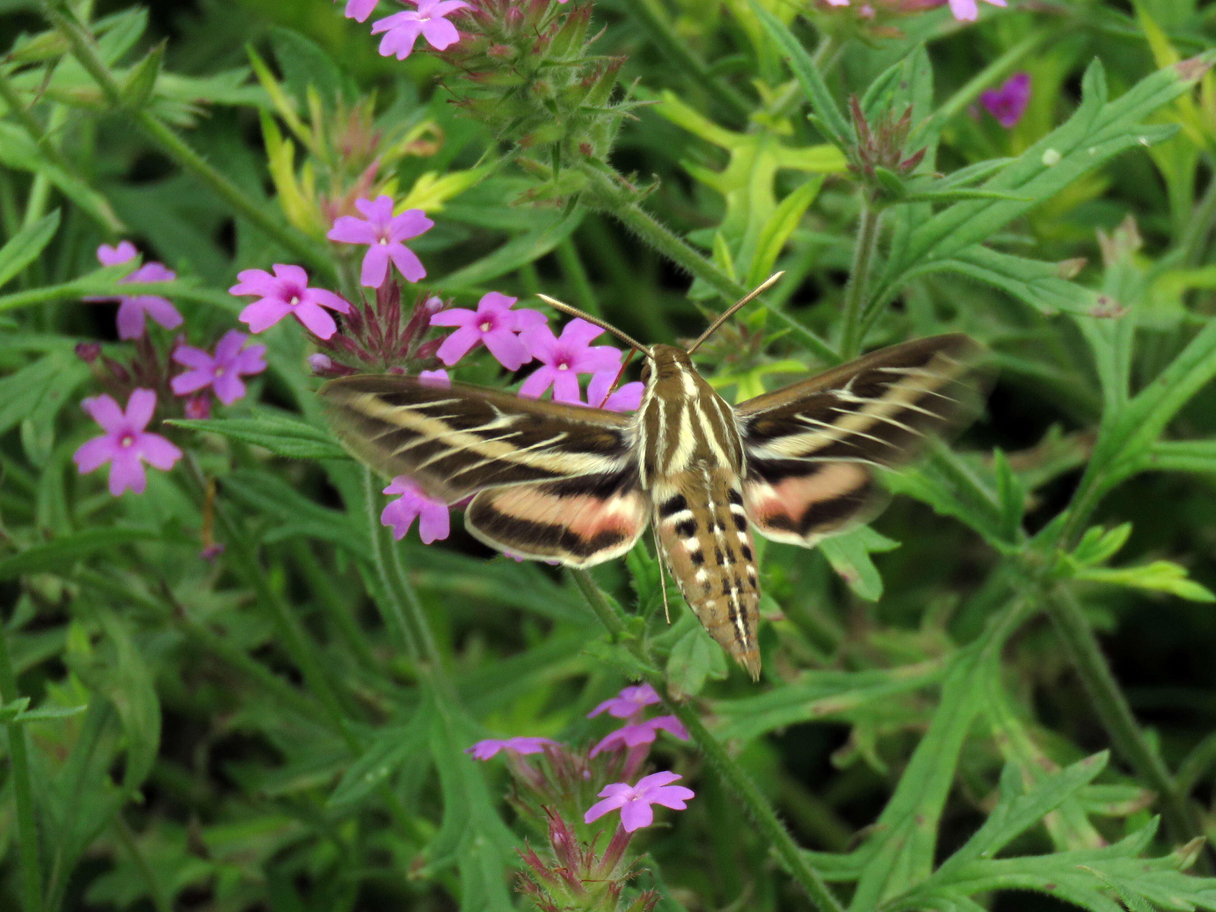 Image of White-lined Sphinx