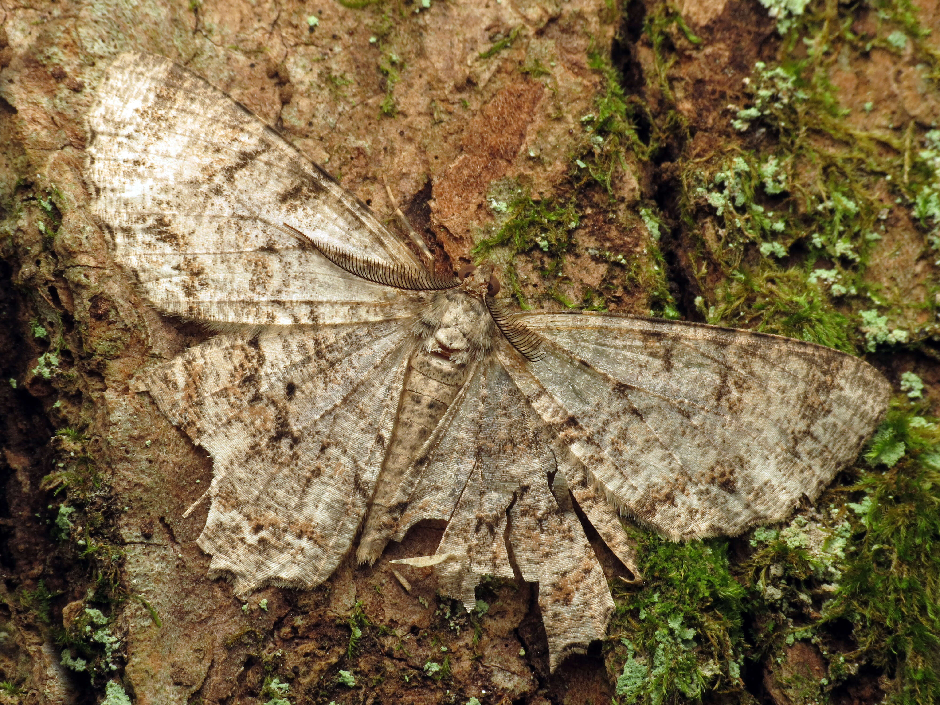 Image of Epimecis hortaria