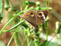 Image of Common buckeye