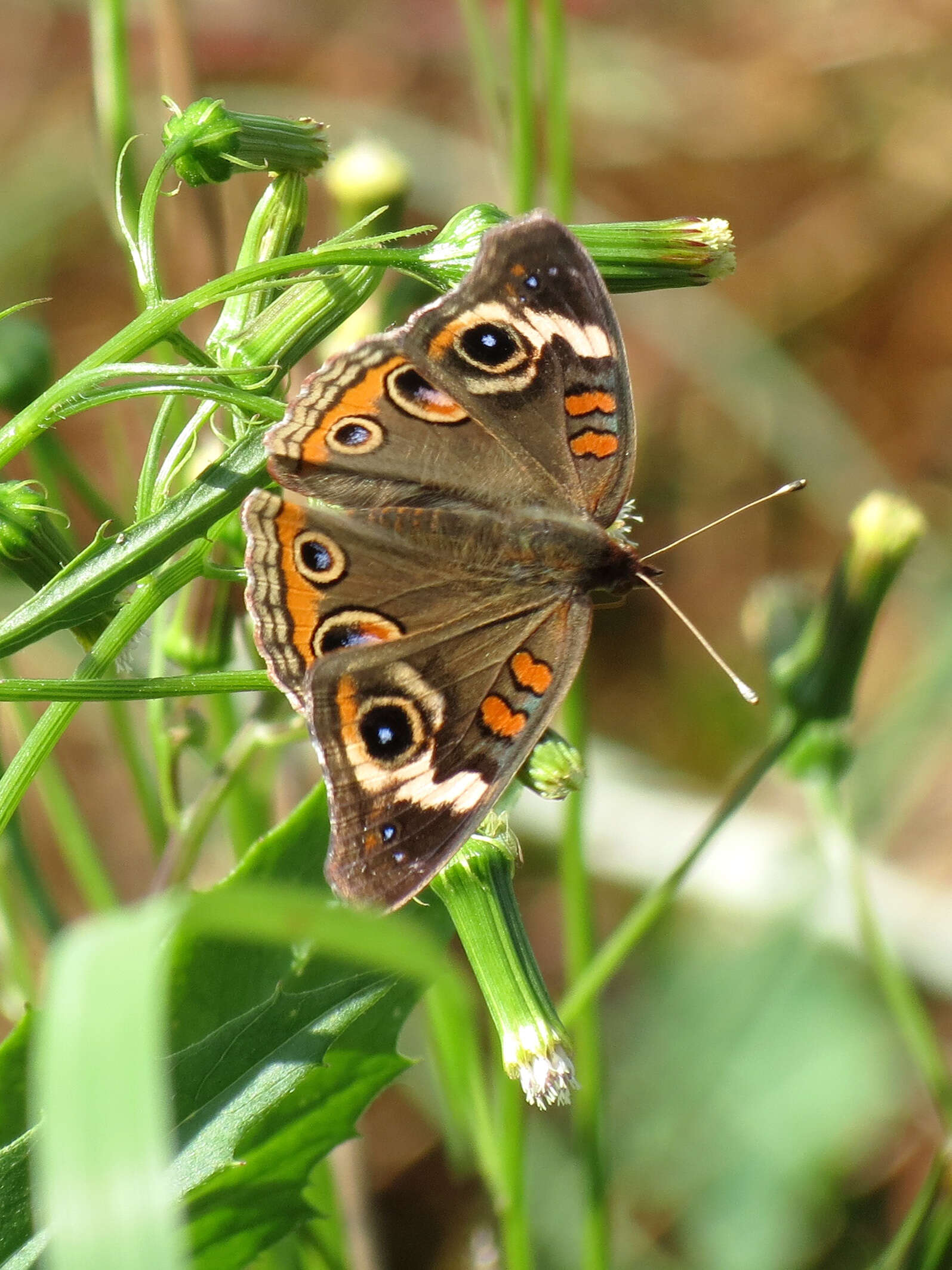 Image of Common buckeye