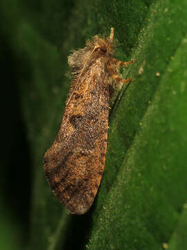 Plancia ëd Acrolophidae