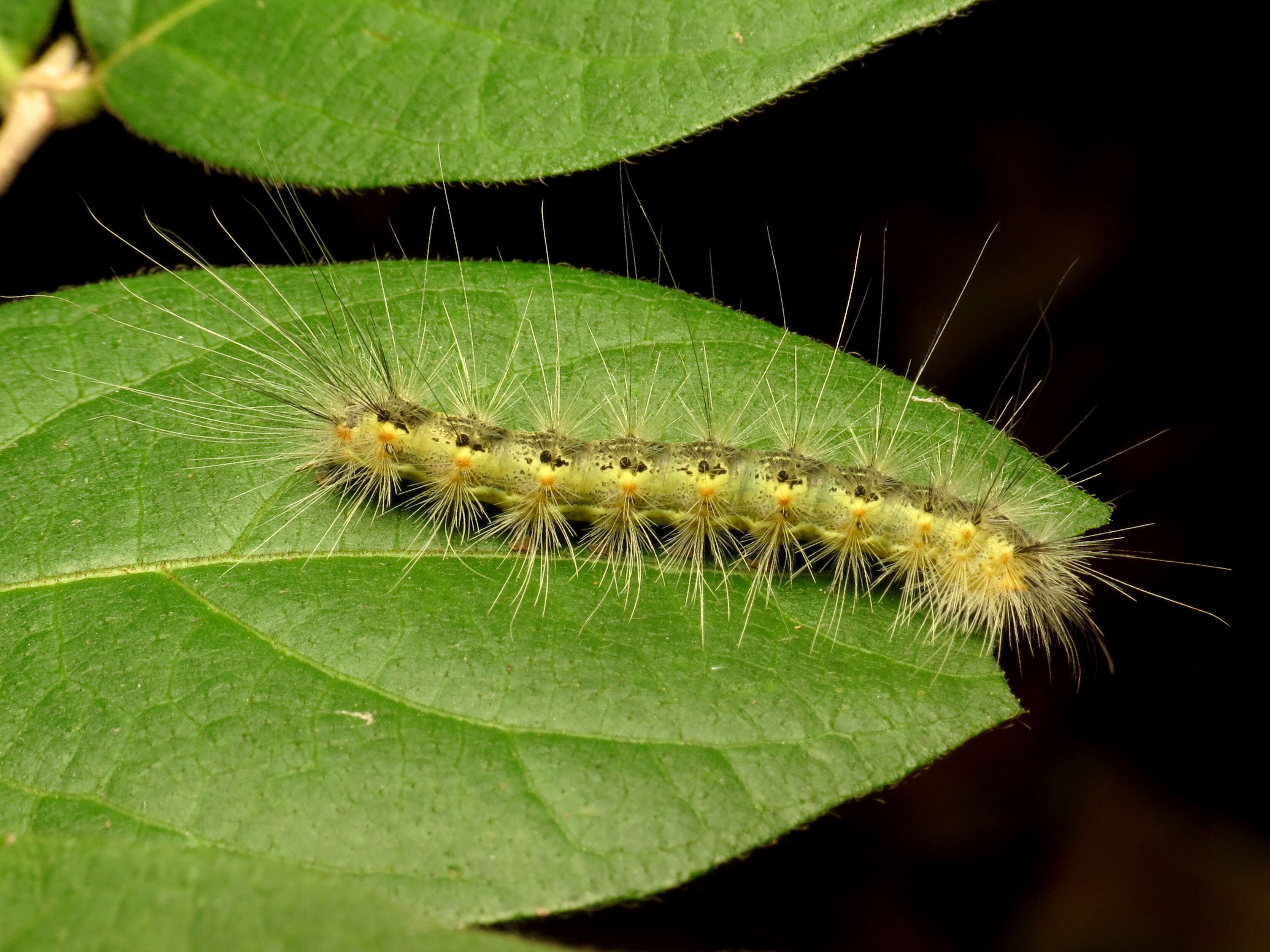 Image of Hyphantria Harris 1841